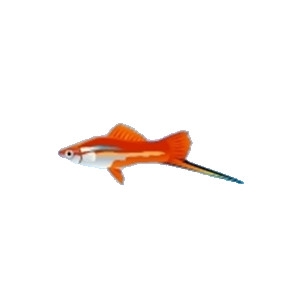 Swordtail 6